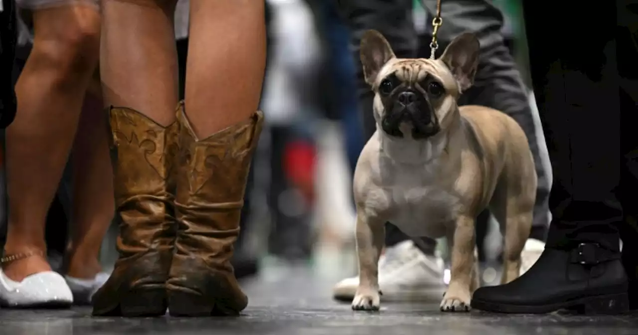 French Bulldogs topple Labradors as most popular US breed: AKC