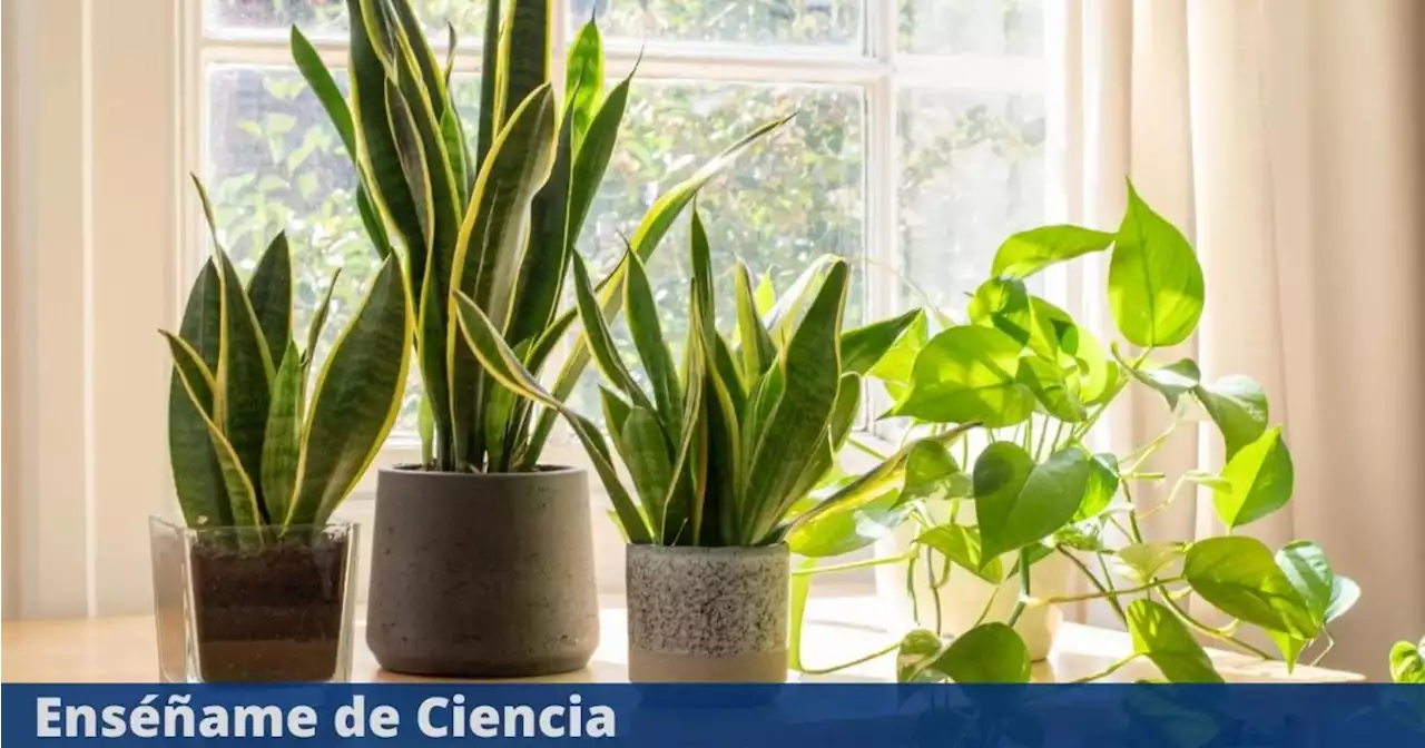 4 plantas de interior que son fáciles de cuidar y que te ahorrarán tiempo