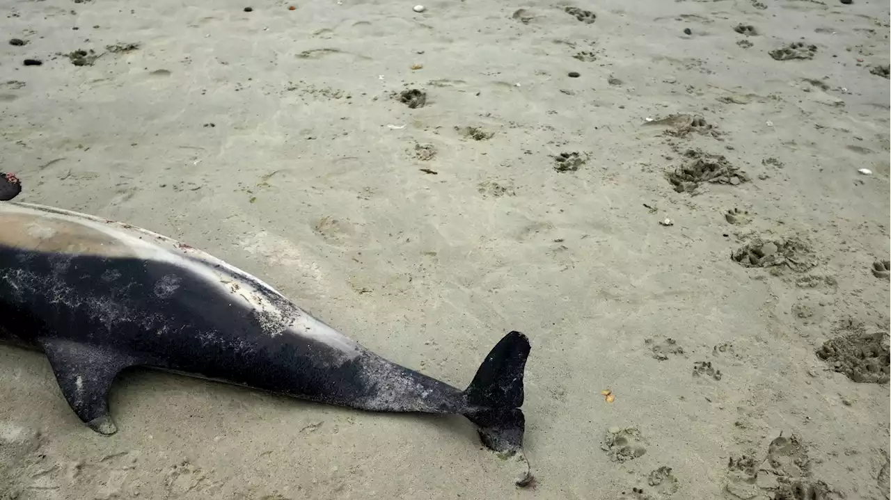 Environnement : plus de 900 dauphins se sont échoués sur la côte atlantique cet hiver