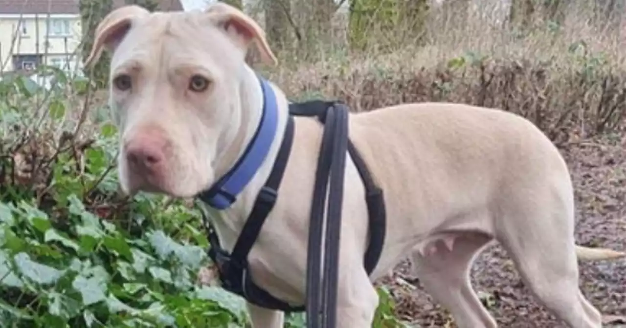 Dog rescued from kill shelter in desperate search for forever home