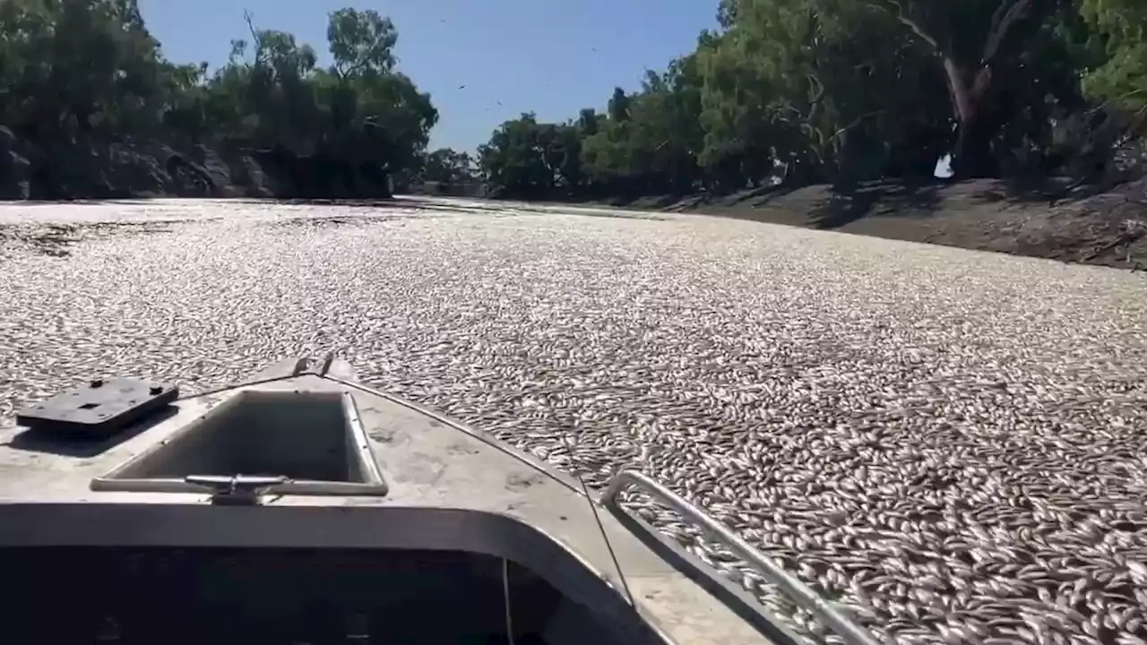 Millions of dead fish wash up in Australia amid heat wave