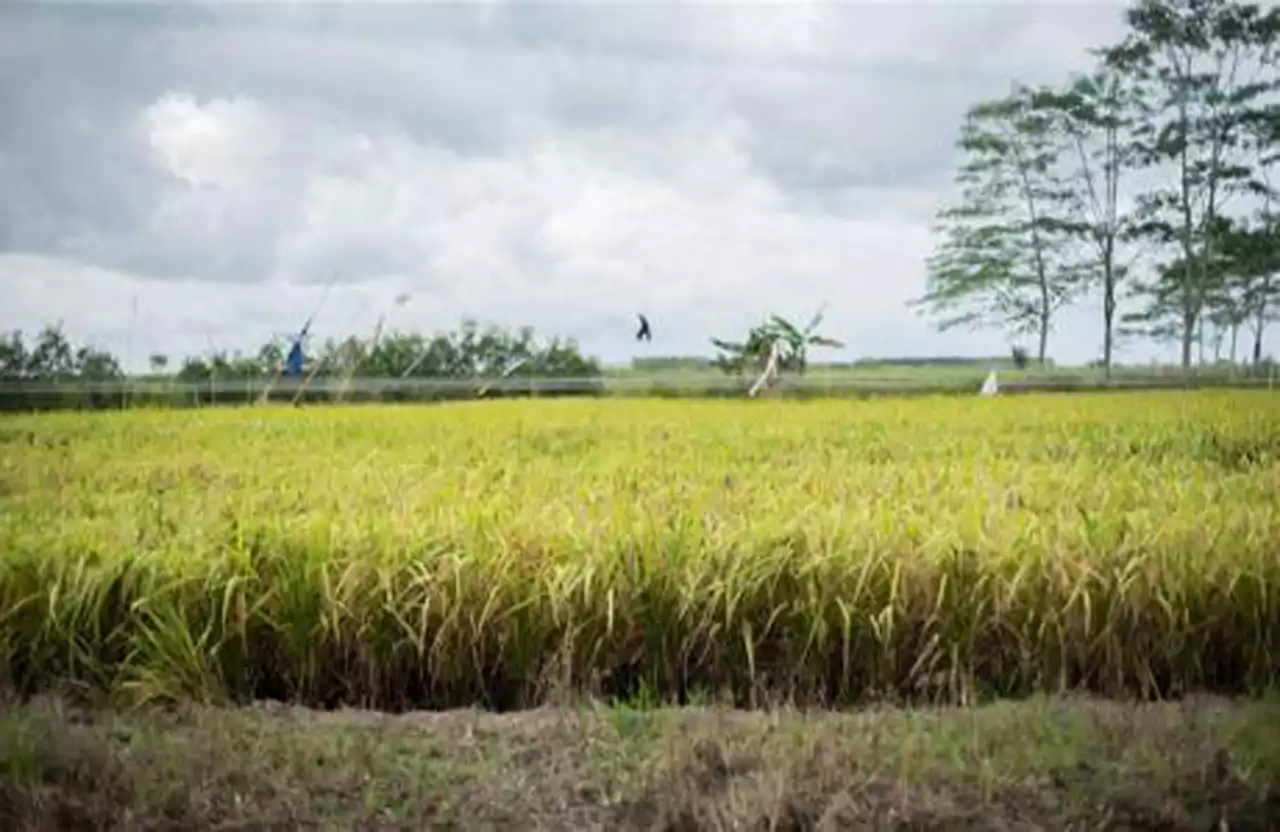 Kabar Baik dari Kementan Terkait Pengembangan Food Estate di Kapuas dan Pulang Pisau