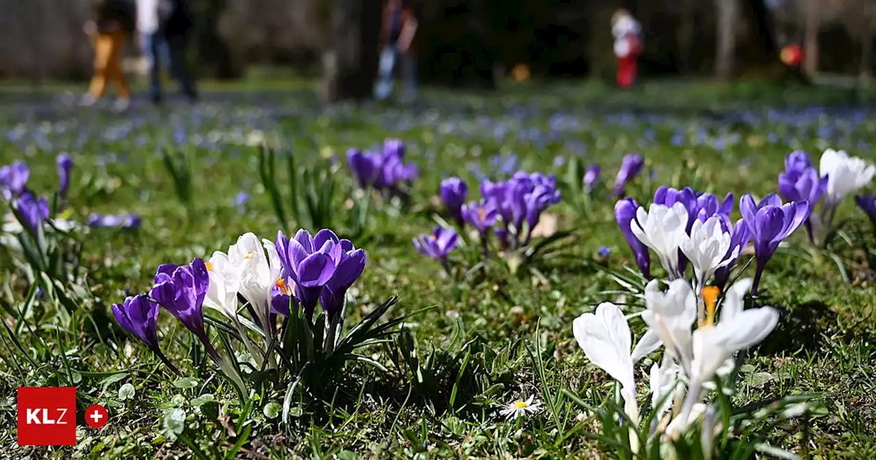 Kärnten und Steiermark: Der Frühling gibt sein Bestes: Mehr als 20 Grad möglich | Kleine Zeitung