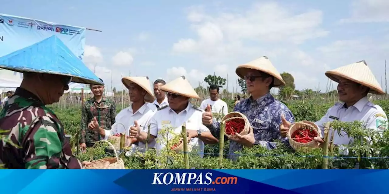 Kelompok Tani Belitung Timur Panen 40 Ton Cabai, BI: Cegah Inflasi Selama Ramadhan