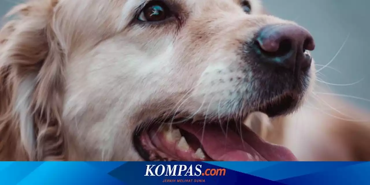 Materi Genetik Covid-19 Ditemukan di DNA Anjing Rakun Pasar China