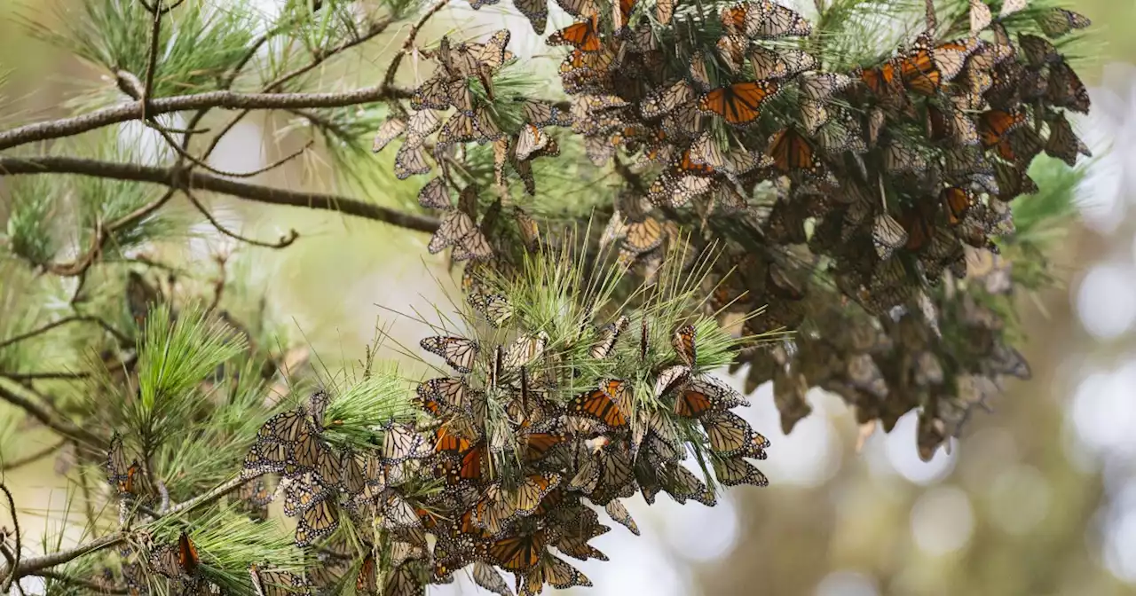 California's punishing winter storms pummel monarch butterfly population