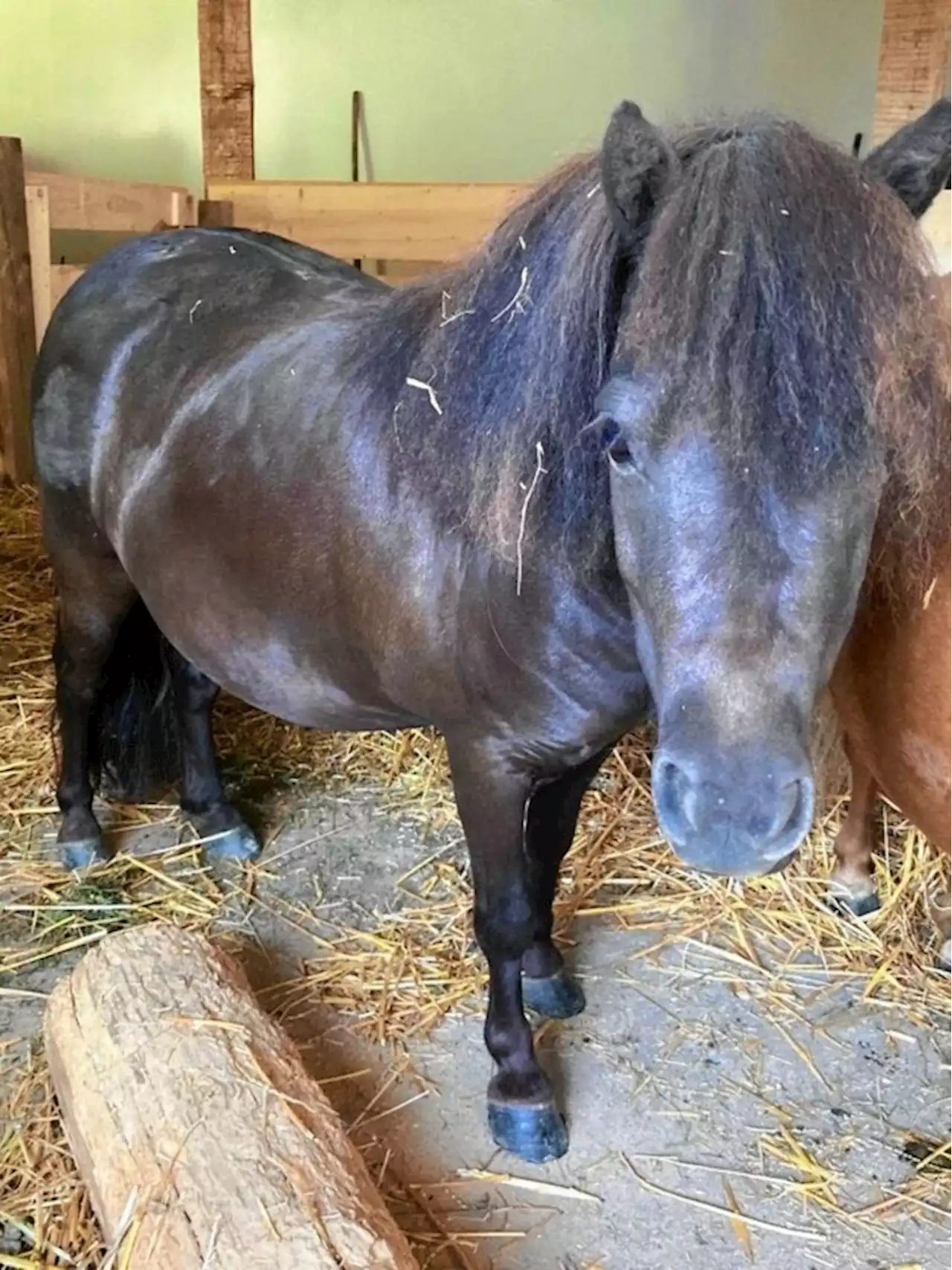 Auto krachte gegen Pony: Jetzt ist „Frida“ tot