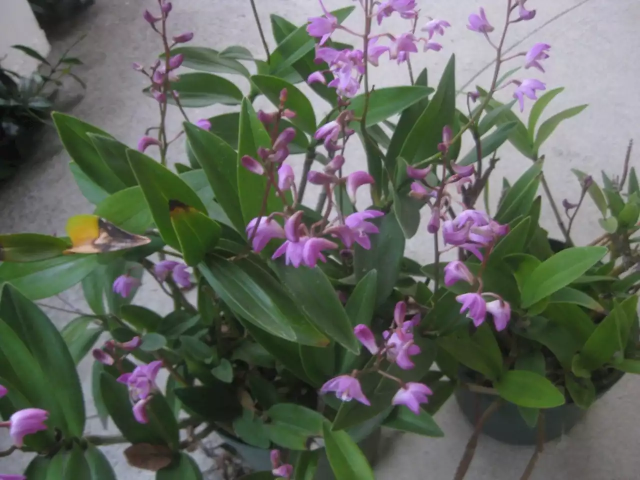 Gardening: These orchids can be grown outdoors in Southern California