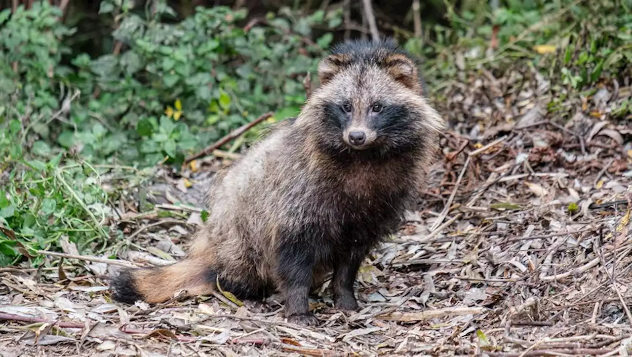 Origines du Covid-19 : le chien viverrin, espèce proche du raton laveur, désormais pointé du doigt