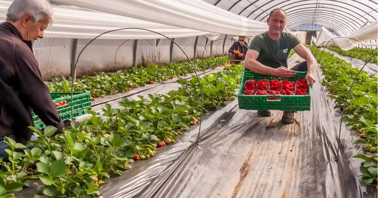 Après quelques inquiétudes, la fraise de Carpentras arrive sur les marchés