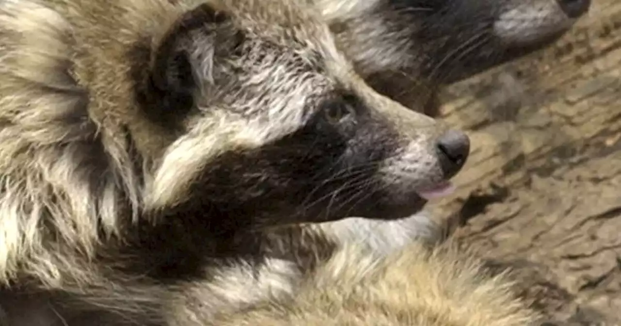 New COVID origins data point to raccoon dogs in China market