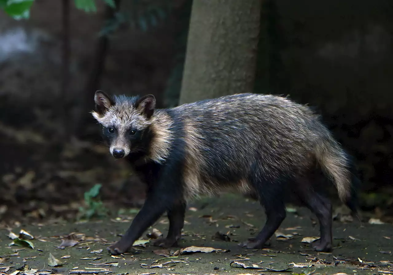 Covid-19 : le chien viverrin s'ajoute à la liste des suspects