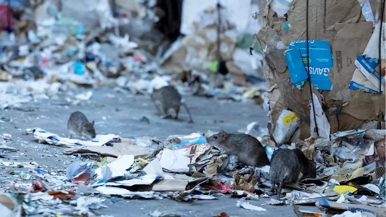 Drôle de timing pour cette manif pour la défense des rats à Paris