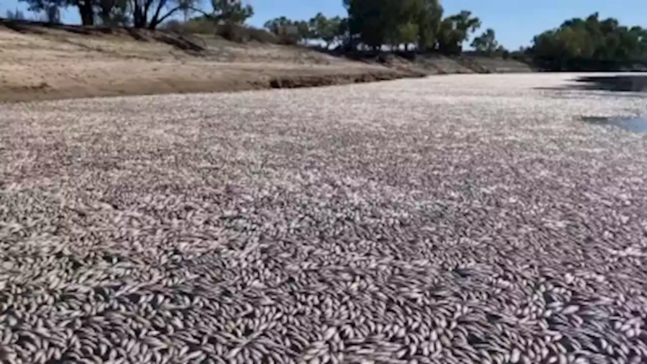 Millions of dead fish clog Australian river