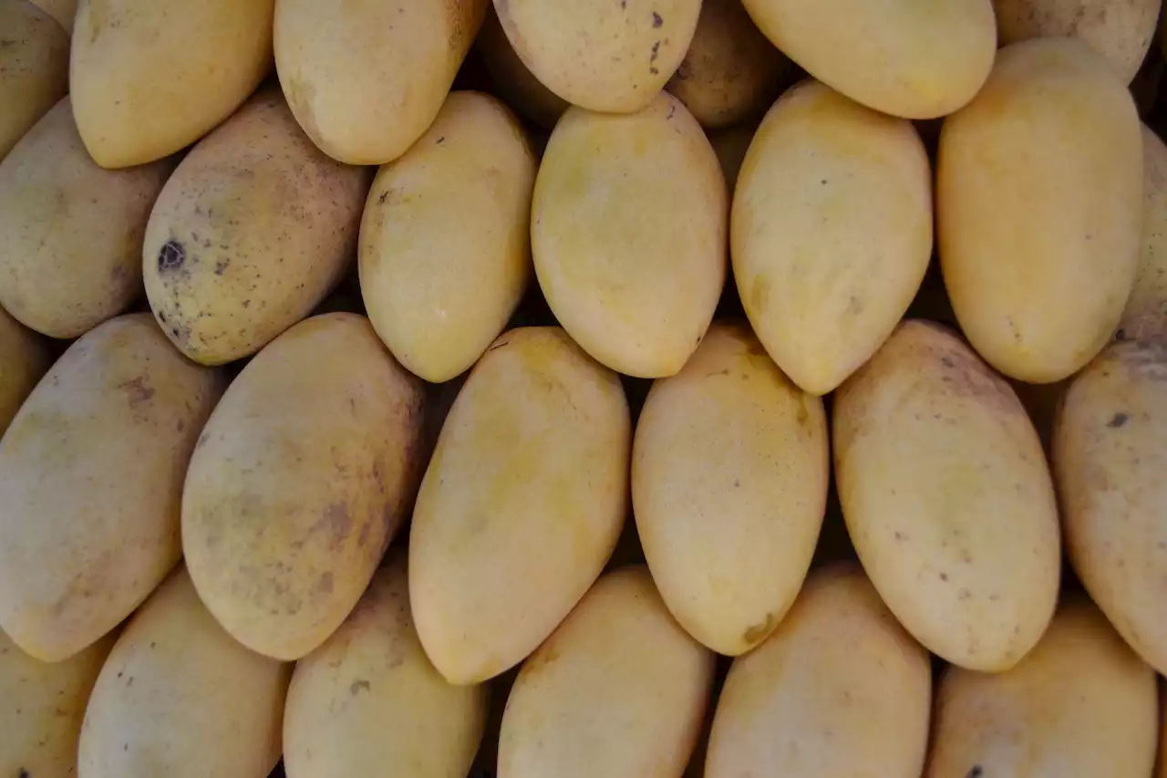 Why mangoes bear fruits all year-round now