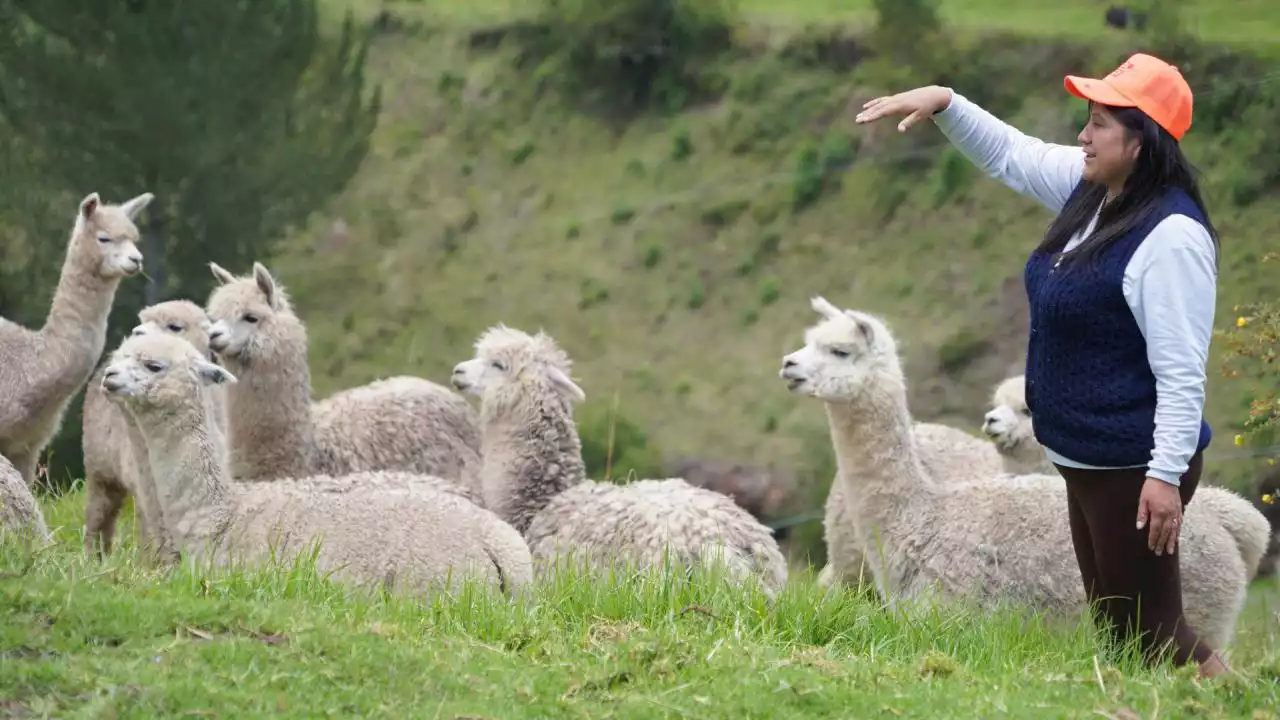 FOTOS: Las alpacas regresan a repoblar la frontera andina de Colombia y Ecuador | Minuto30