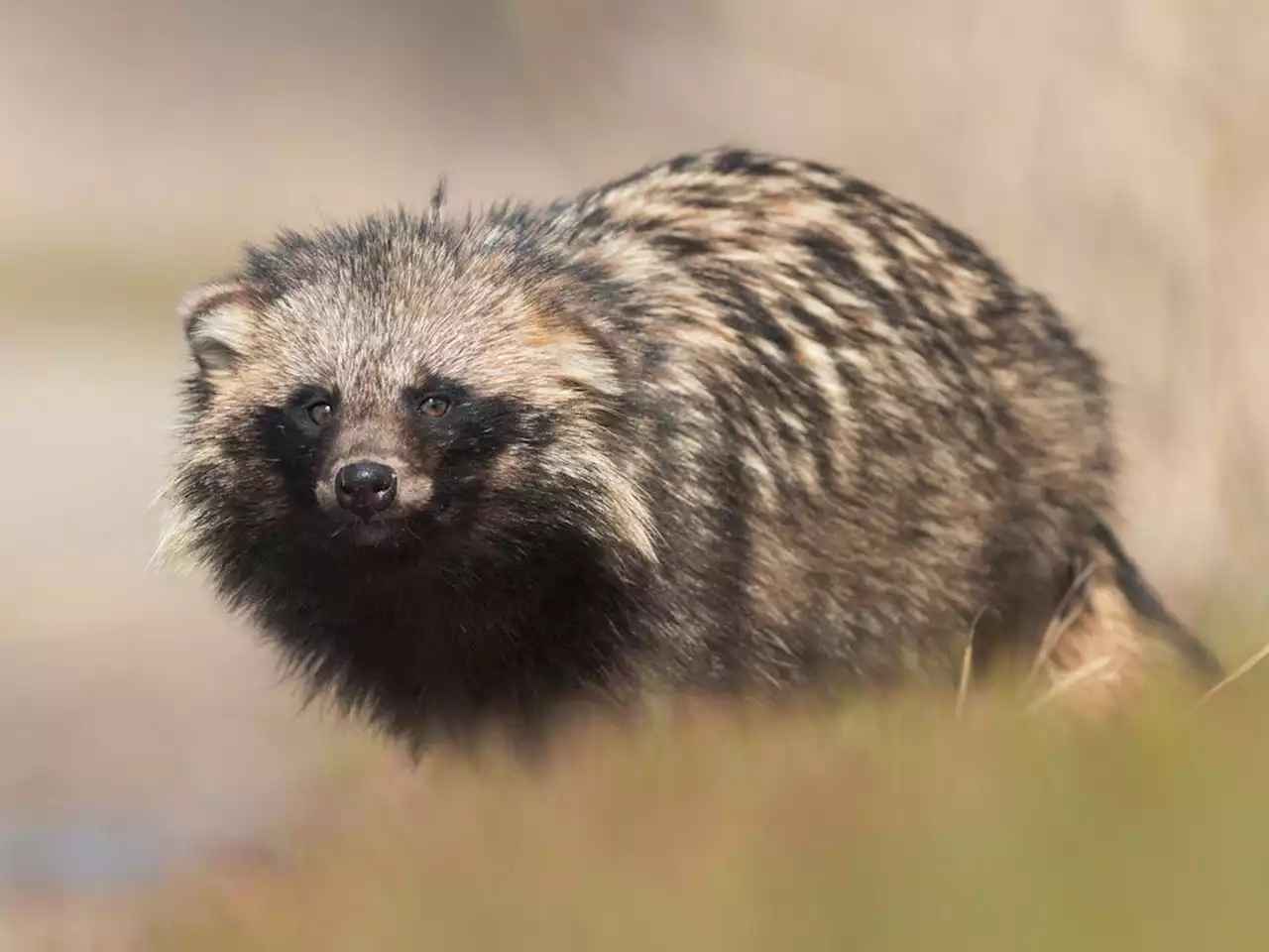 After raccoon dog revelations, WHO urges China to release all COVID-related data