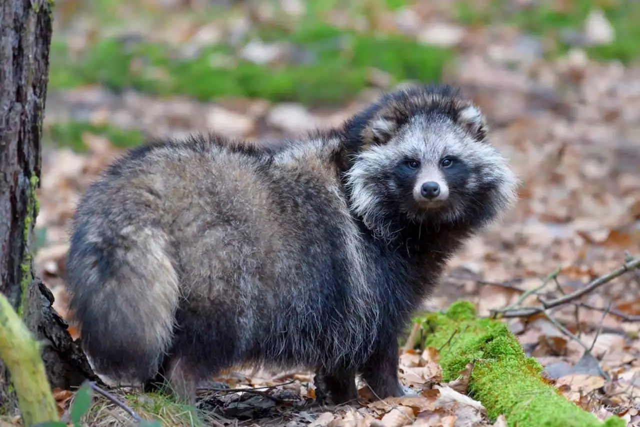 Covid-19 may have started in raccoon dogs, new DNA evidence shows