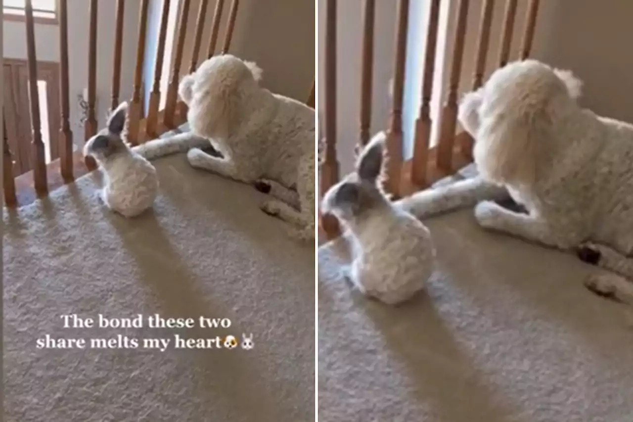 Dog and rabbit who look 'like twins' melt hearts with their special bond