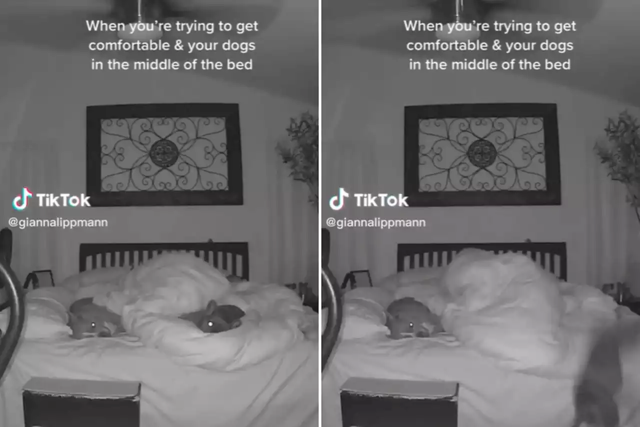 French bulldog's dramatic fall after owner moves in bed caught on pet cam