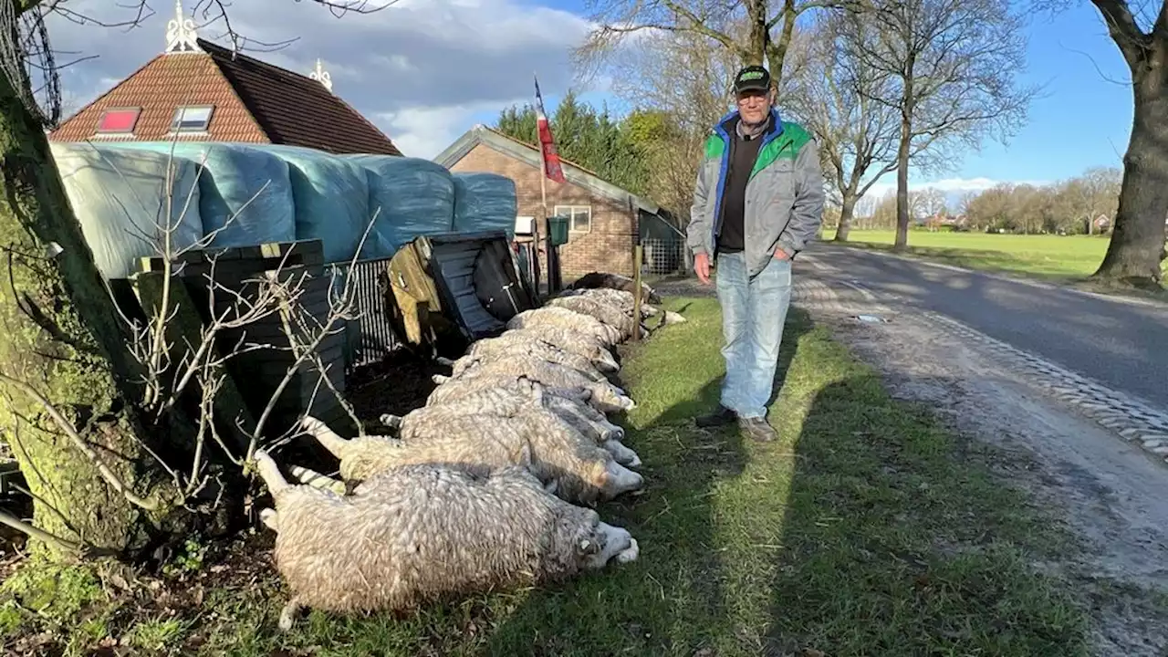 Wolf blijft buiten schot, ondanks 'onrust en verdriet' in het noorden