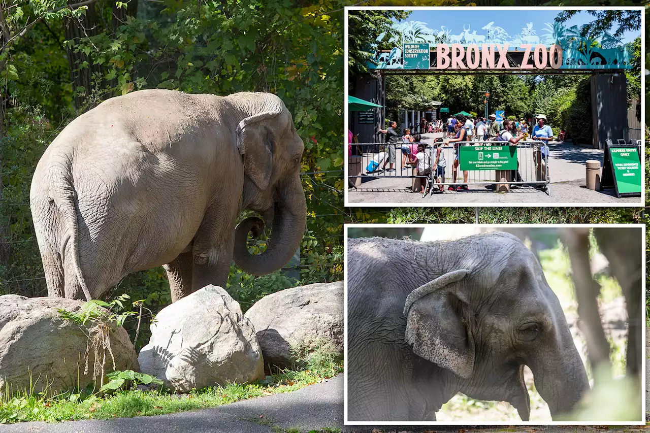 City Council mulling bill to remove elephants from Bronx Zoo