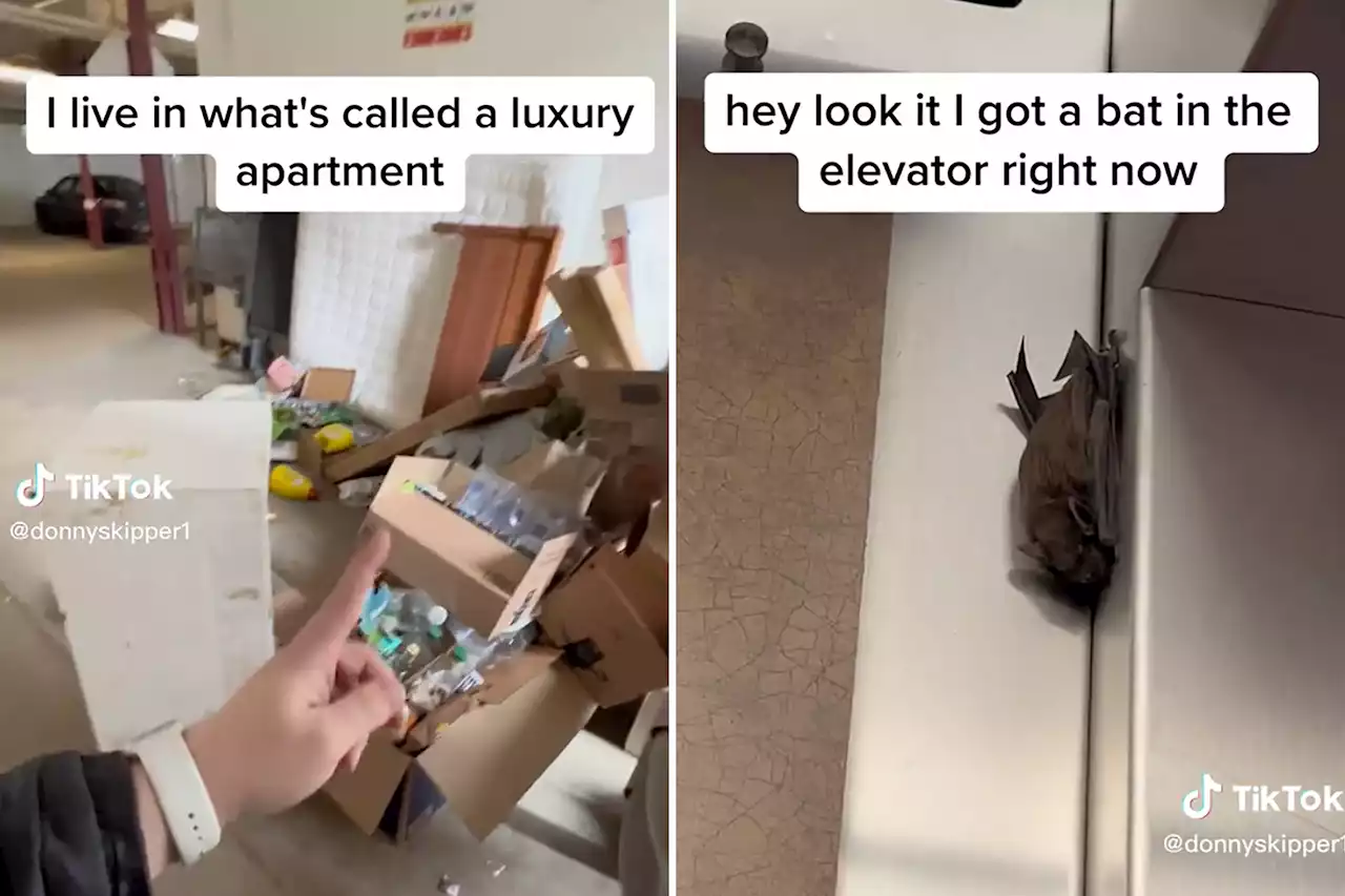 I filmed bats in my ‘luxury’ apartment building — now I’m getting evicted