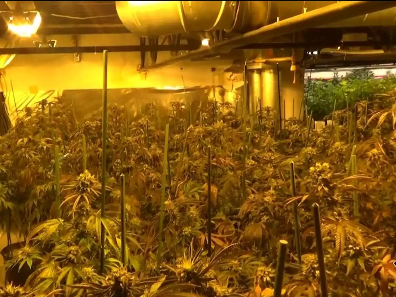 $1.8M in pot plants seized along with currency, other drugs at 7 GTA locations