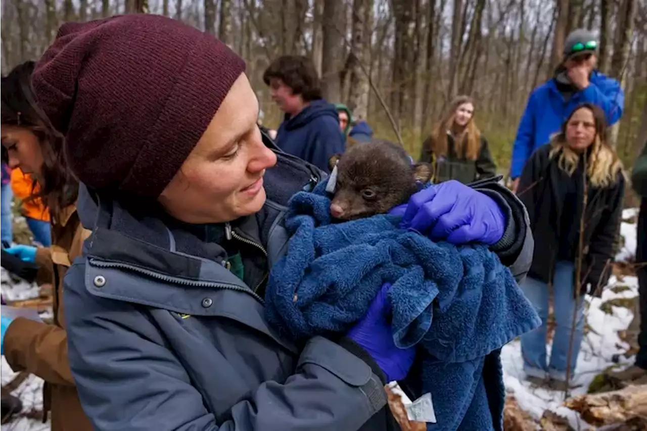 Counting and cuddling bear cubs across Pennsylvania