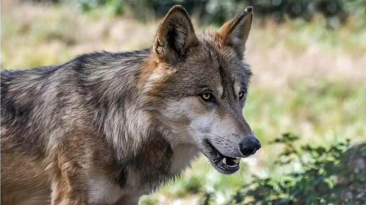 Wolf blijft vooralsnog buiten schot, minister verandert beleid niet