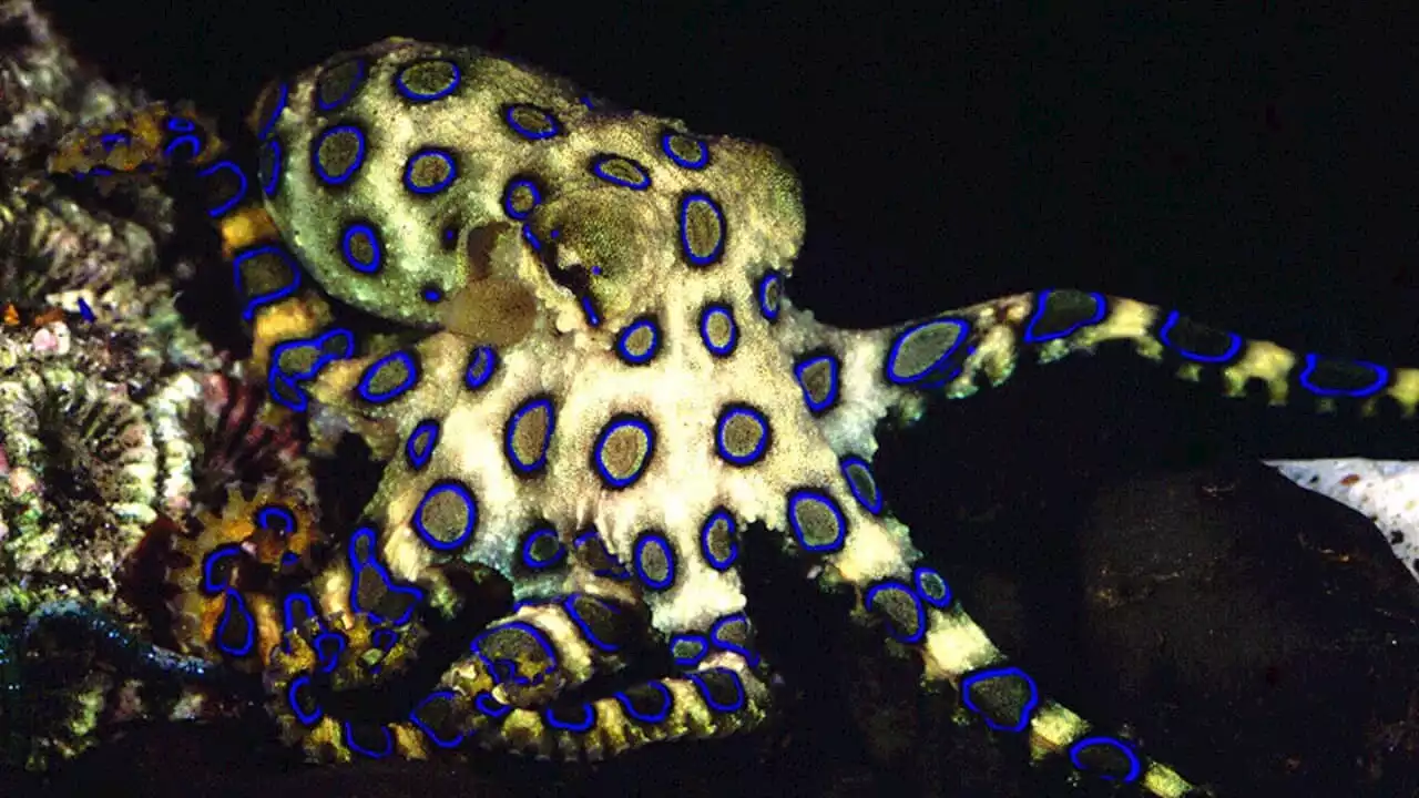 Secretive, tiny, and deadly: Here's how to survive a blue-ringed octopus bite