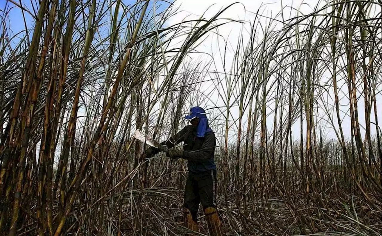 Brésil : libération de 212 travailleurs en conditions d'« esclavage »