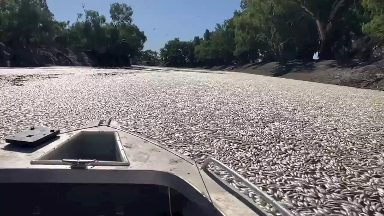 Des millions de poissons morts bouchent une rivière en Australie