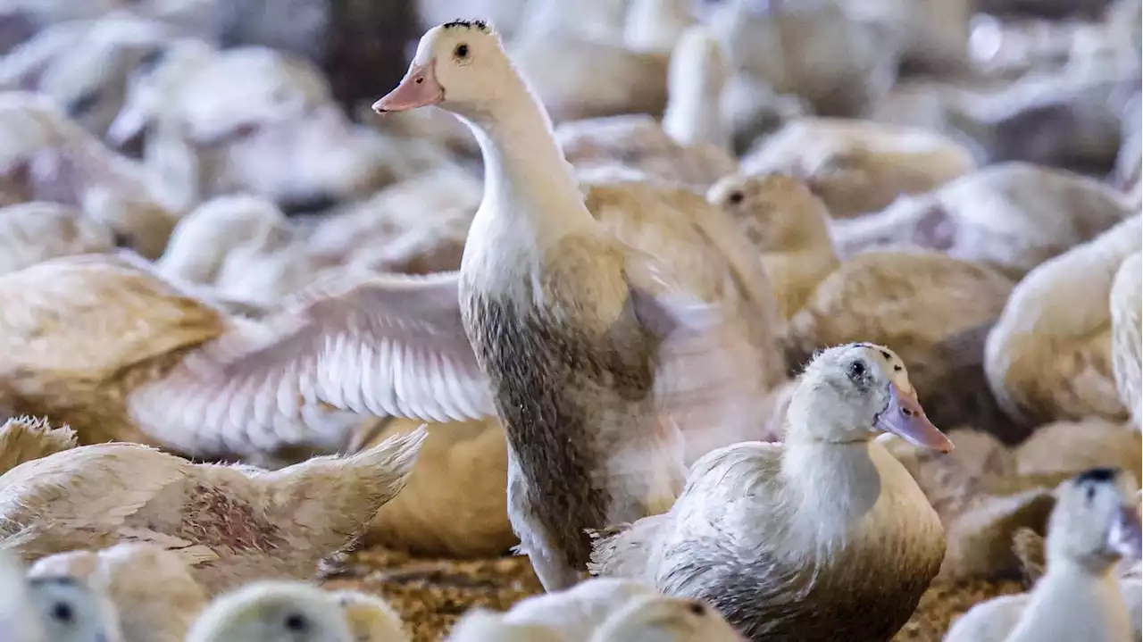 Stopfleber-Verbot spaltet den Big Apple: Gerichte in New York müssen über Delikatesse Foie Gras entscheiden