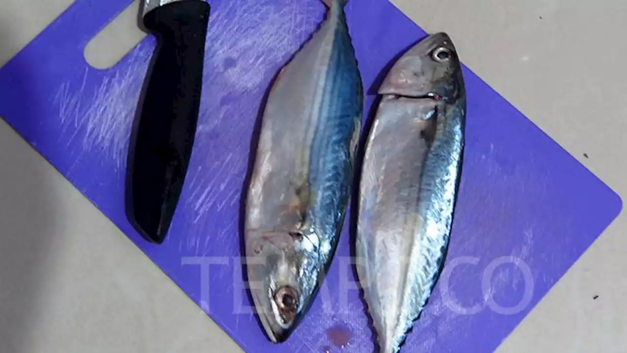 Resep Olahan Ikan Kembung dengan Cara Pecak dan Pindang