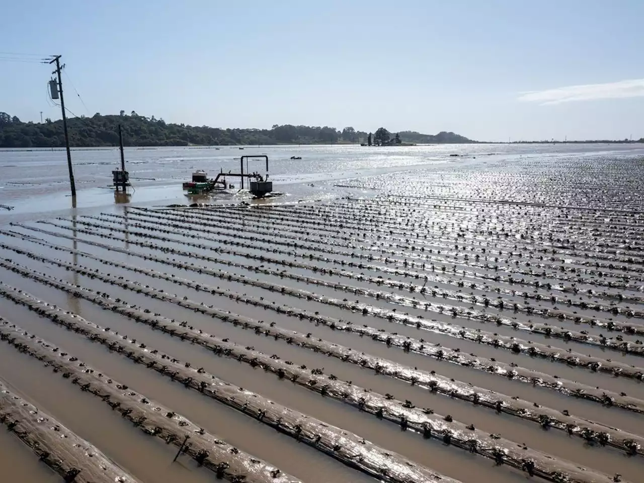 California strawberry fields in danger as another soaking looms