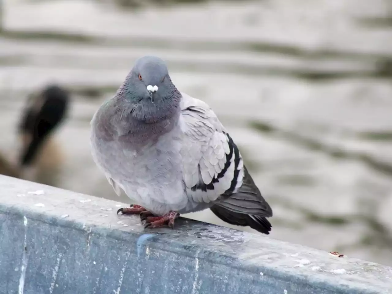 Suspicious pigeon wearing tiny backpack spotted at B.C. prison for the second time