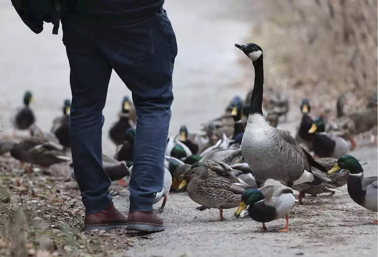 Avian flu suspected in the recent deaths of birds in Brampton and Caledon