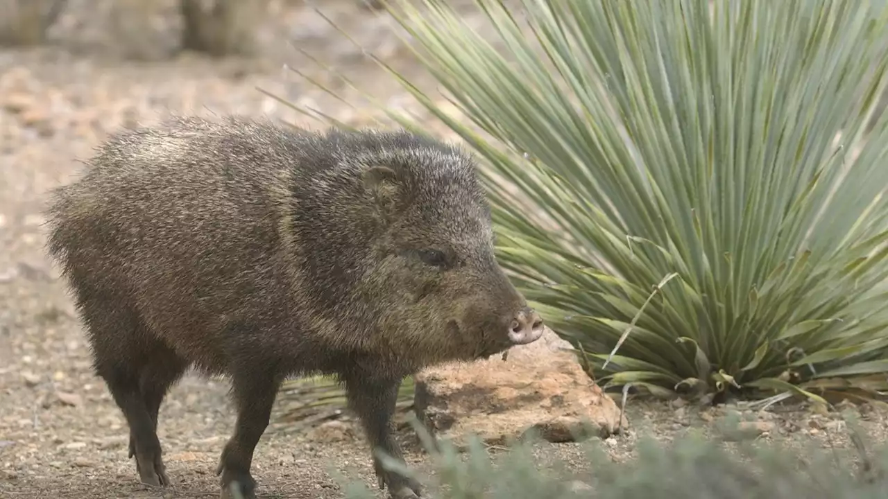 Tucson dog walker suffers broken leg in javelina attack