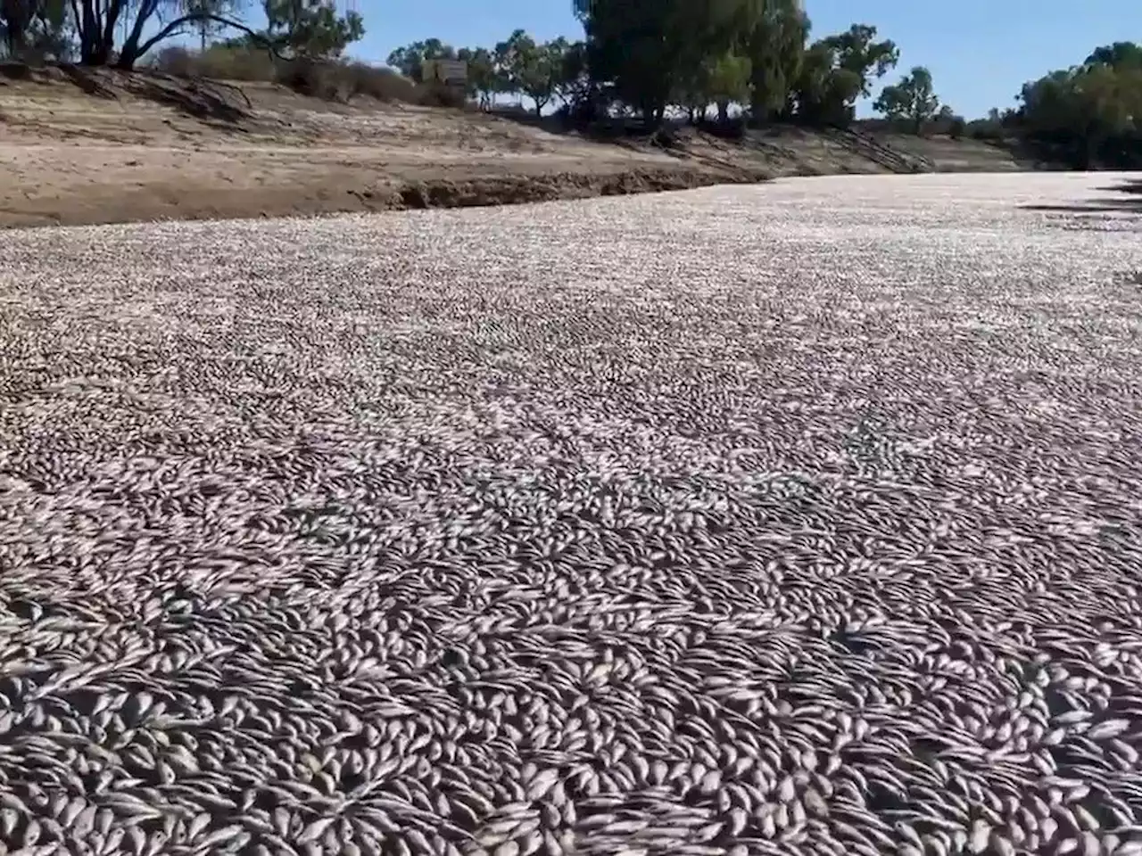 Millions of dead fish wash up amid heat wave in Australia