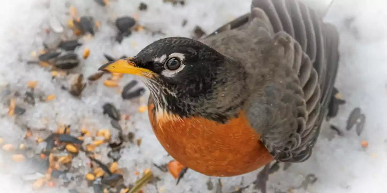 Labrador Man Takes Care of Injured Robin for Three Months