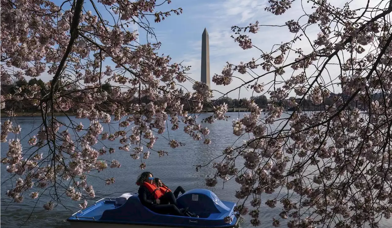 Washington, D.C.’s cherry blossoms have reached the fifth stage of blooming