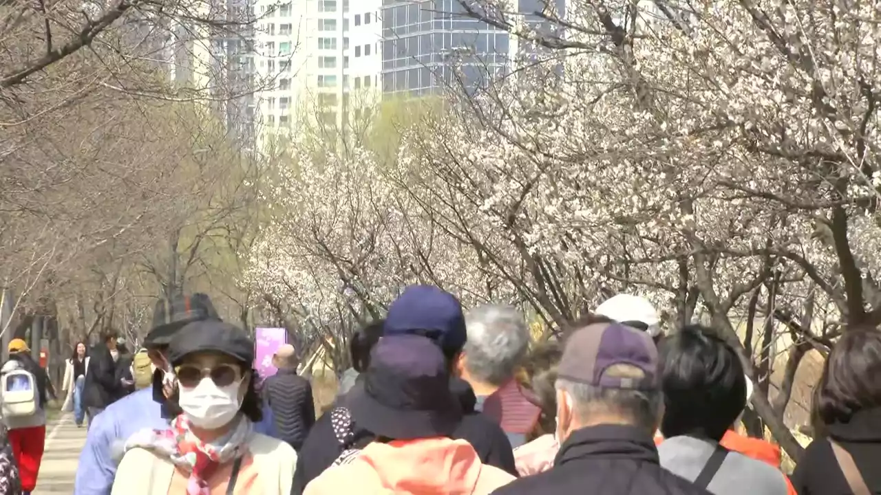 [날씨] 맑고 따뜻한 주말...봄 날씨에 '꽃놀이 즐겨요'