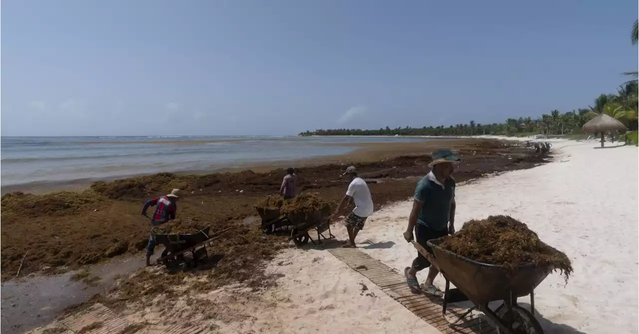 A seaweed blob twice the width of the US is heading toward Florida