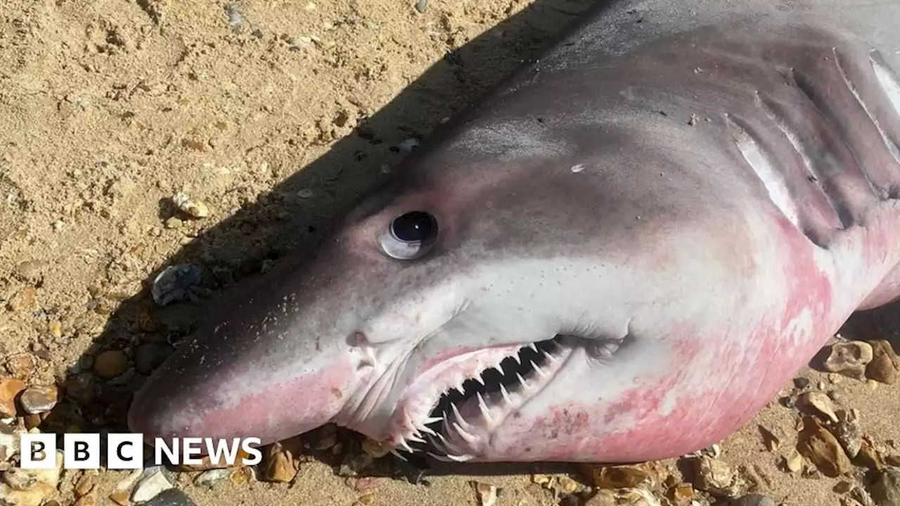 Hampshire: Shark beheaded after washing up on beach