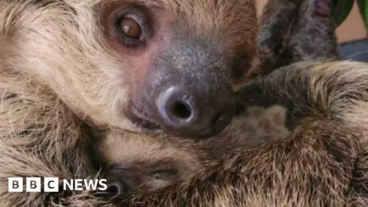 London Zoo: Two-toed sloth cradles her baby