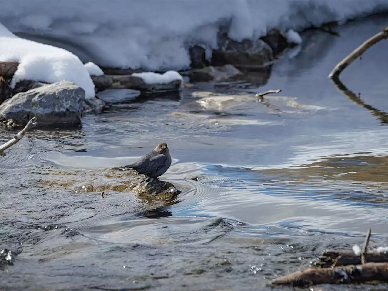 Mike Drew: Running off to spring