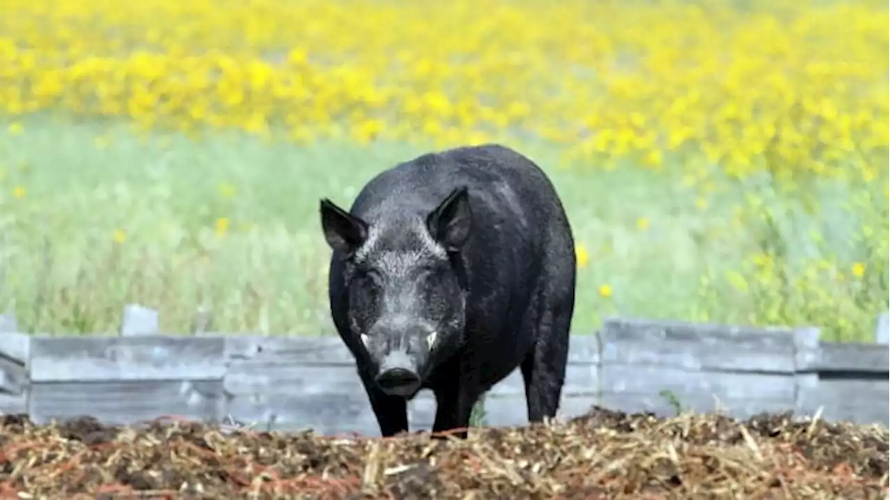 Canadian 'super pigs' are a problem | CBC Radio