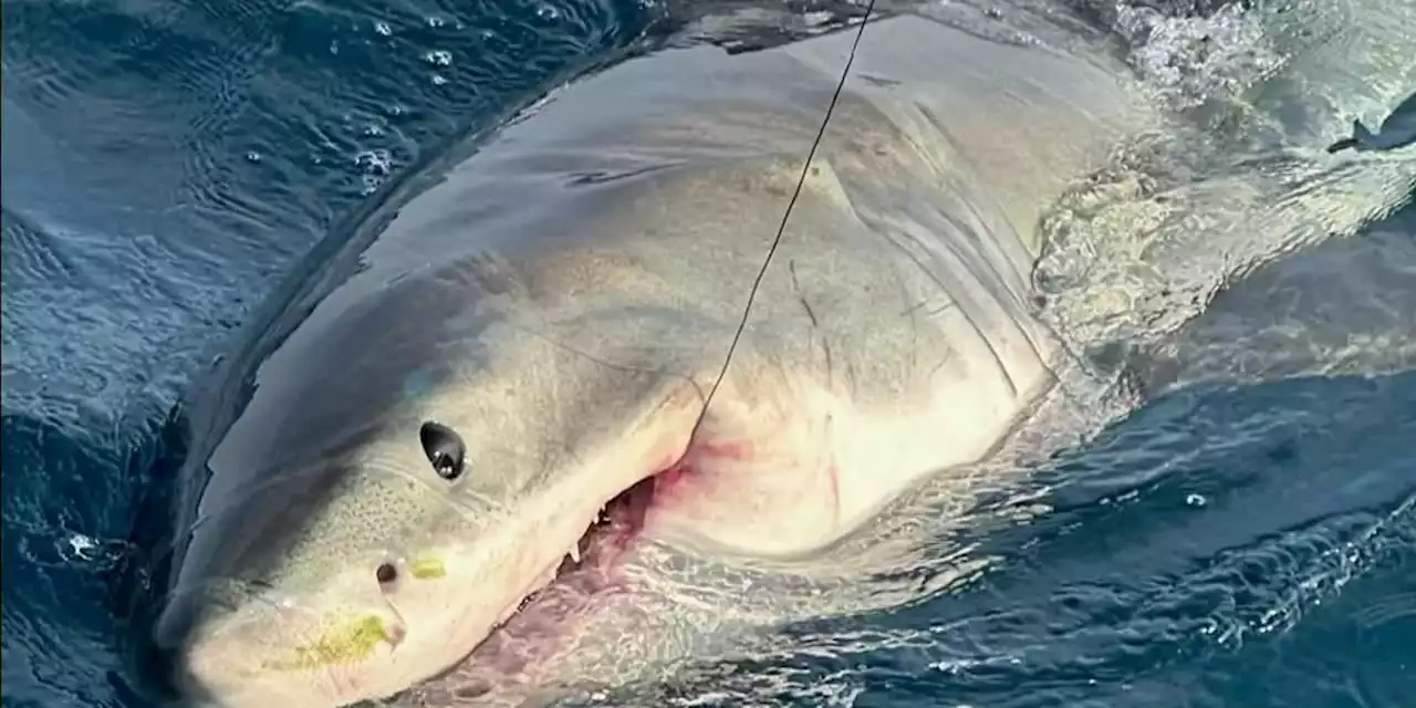 VIDEO: Family vacationing in Florida catches great white shark