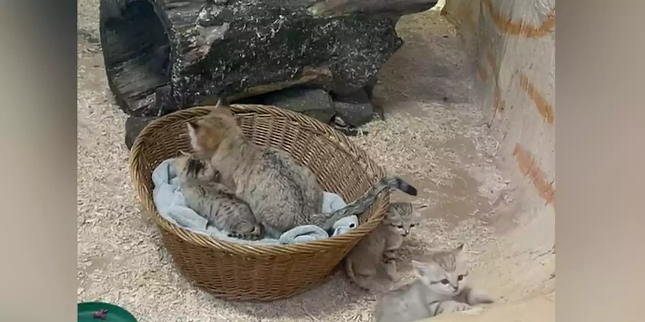 Zoo welcomes 3 newborn sand cat kittens